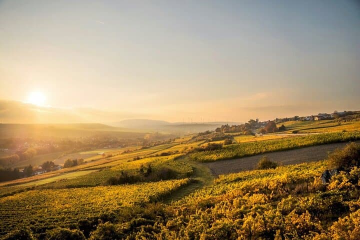Cross‑Border Wine Day: Kaiserstuhl to Alsace Private Tour from Strasbourg photo 3