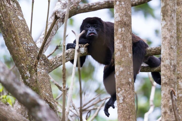 7-Day Jungle Camping Survivor: Amazon Expedition from Iquitos photo 4