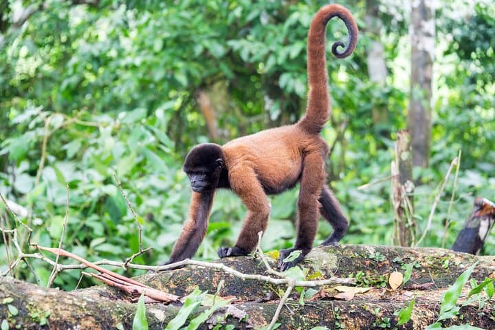 7-Day Jungle Camping Survivor: Amazon Expedition from Iquitos