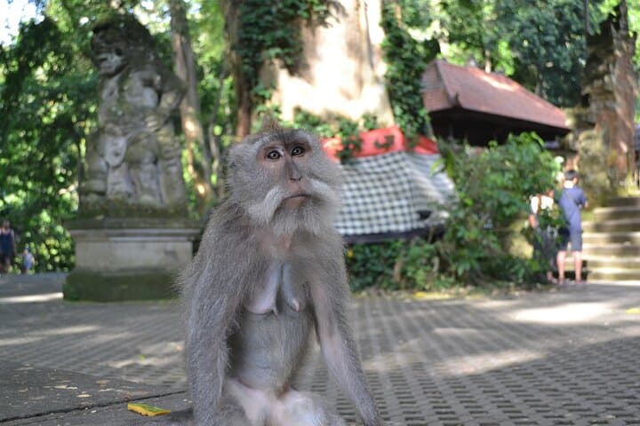 Ubud Monkey Forest, Tegenungan Waterfall & Cretya Infinity Pool Day Tour photo 5