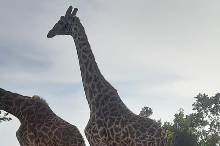 3-Day Maasai Mara Safari: Game Drives, Balloon Ride & Maasai Culture photo 4