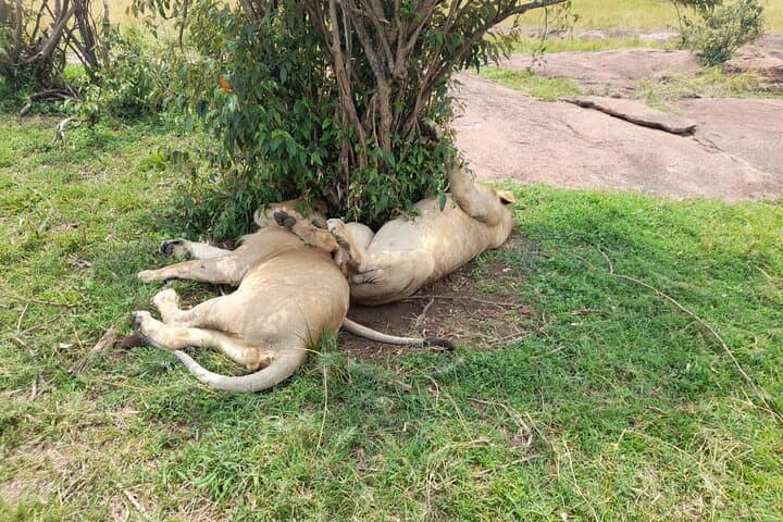 3-Day Maasai Mara Safari: Game Drives, Balloon Ride & Maasai Culture photo 6