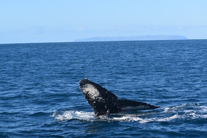 Kauai Winter Whale Watching Adventure from Port Allen Marina photo 6