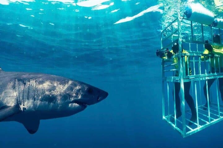 Shark Cage Diving & Winelands Private Tour from Cape Town