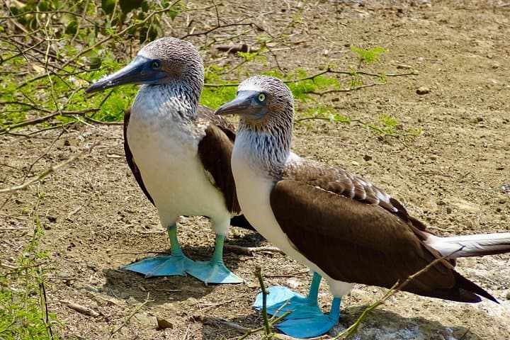 Isla de la Plata Mini Galápagos Day Trip from Guayaquil: Snorkel, Birding & Coastal Hike