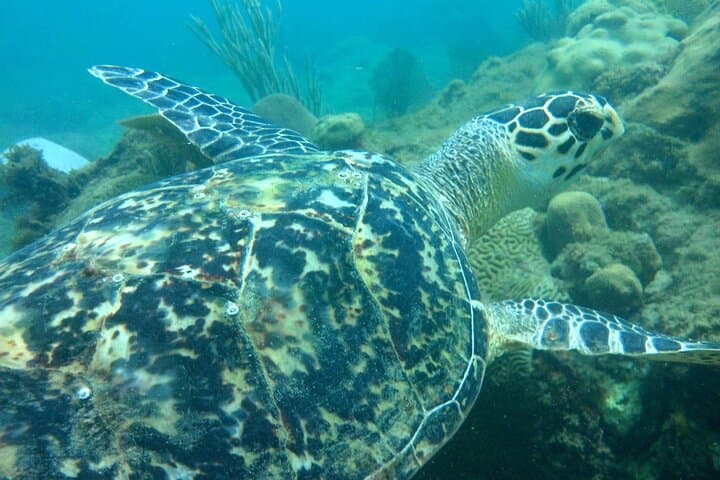 Rincon Snorkeling Adventure: Shore-Entry Snorkel in Tres Palmas Marine Reserve photo 2