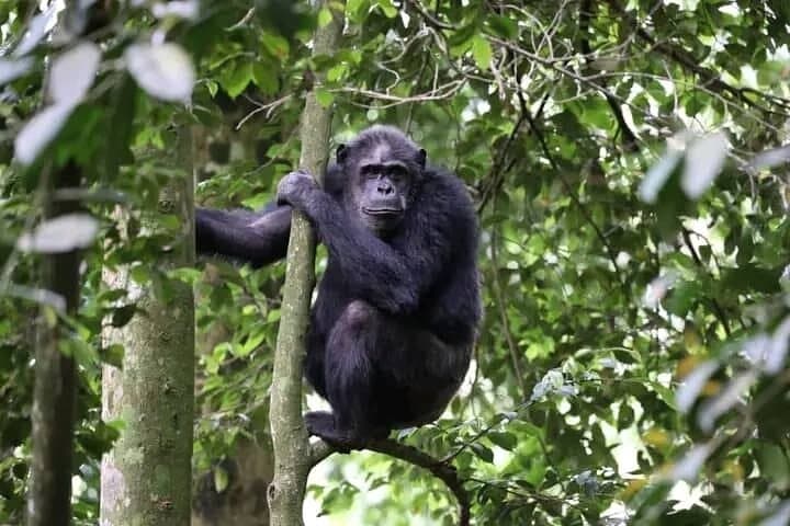 2-Day Private Chimpanzee Tracking & Canopy Walk in Nyungwe National Park