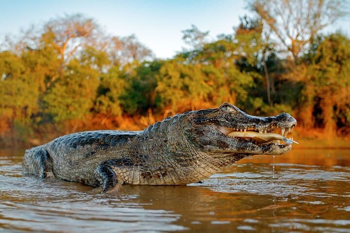 4-Day Pacaya-Samiria Amazon Reserve Expedition from Iquitos photo 6