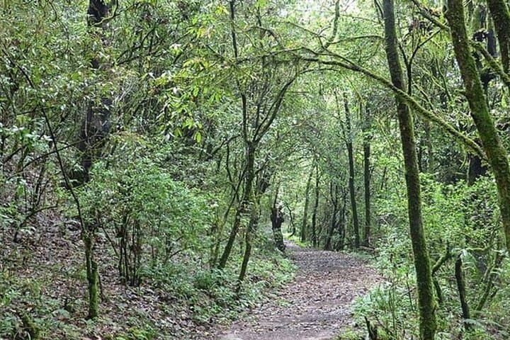 Phulchowki Day Hike: Summit Views & Birding Above Kathmandu photo 6