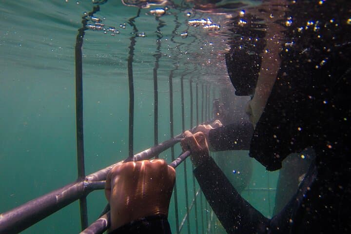 Face-to-Fin Shark Cage Diving in Cape Town's False Bay photo 4