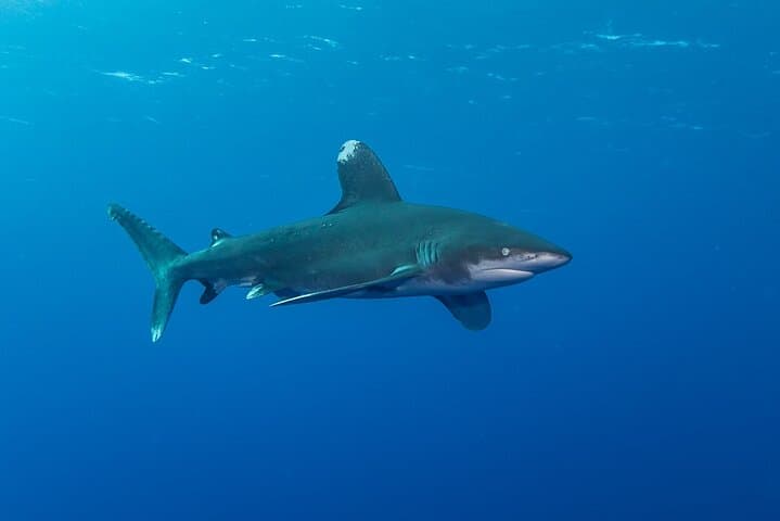 Elphinstone Reef Dive Marsa Alam: Advanced Dive with Oceanic Whitetips photo 4
