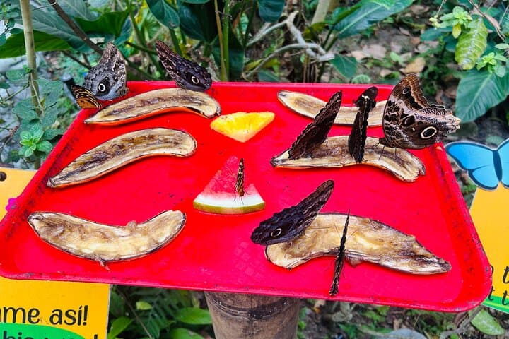 Mindo Cloud Forest Day Trip from Quito: Birds, Waterfalls & Chocolate photo 6