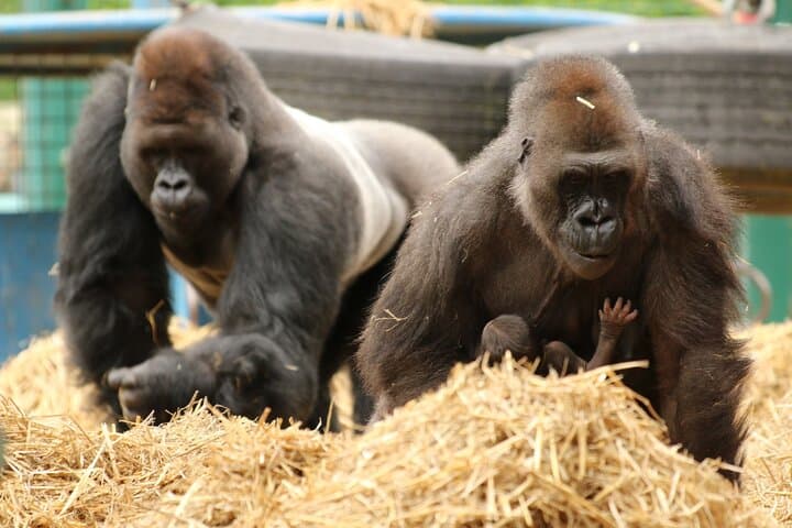 Howletts Wild Animal Park Day Ticket — Elephant and Gorilla Encounters near Canterbury