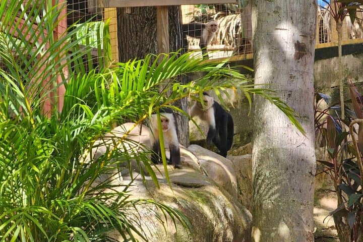 Roatán Wild-Life Eco-Park: Monkey & Sloth Sanctuary with Chocolate & Rum Tasting photo 4