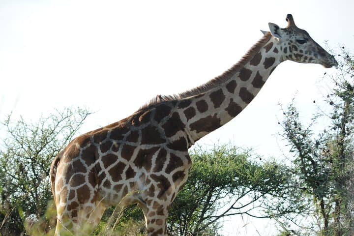 3-Day Murchison Falls Big 5 & Rhino Safari from Entebbe photo 5