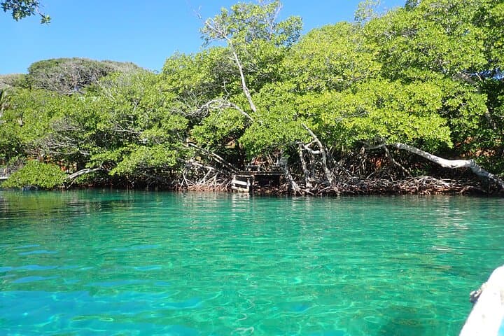Roatán Mangrove Lagoon Kayak & Snorkel Adventure photo 5