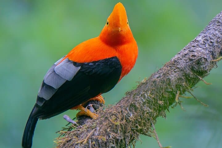 Mindo Cloud Forest Day Trip from Quito — Birding, Waterfalls & Cloud-Forest Trails photo 3