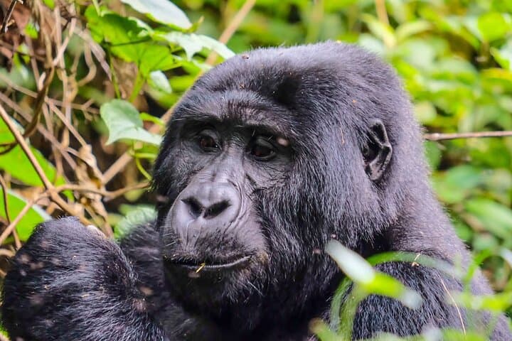 One-Day Gorilla Tracking in Bwindi: Kabale to Mountain Gorillas photo 2
