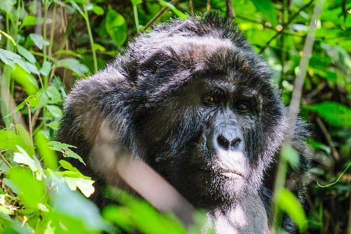One-Day Gorilla Tracking in Bwindi: Kabale to Mountain Gorillas photo 5