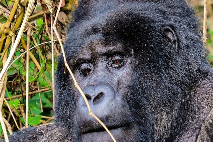 One-Day Gorilla Tracking in Bwindi: Kabale to Mountain Gorillas photo 6