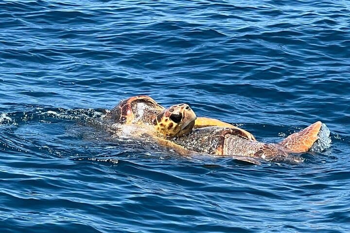 Early Bird Dolphin Cruise on the Sea Rocket — Ocean City Speed-Boat Tour photo 4