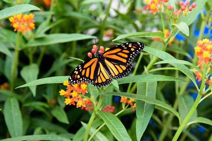 Winter Wonder Tour: Niagara Falls Winter Sights, Butterfly Conservatory & Behind the Falls photo 2