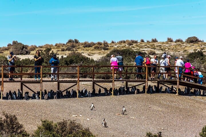 Punta Tombo Magellanic Penguin Shore Excursion — Puerto Madryn Day Trip photo 2