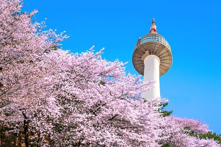 Chasing Cherry Blossoms from Seoul: One-Day Spring Flower Tour photo 2