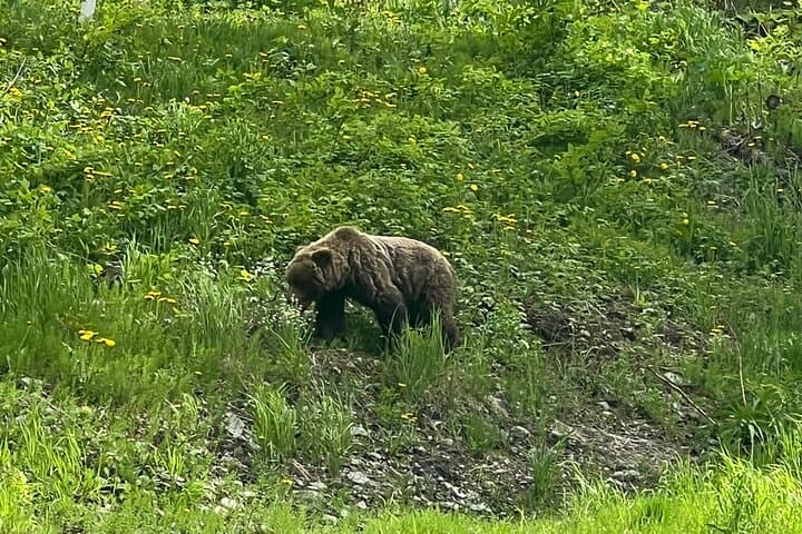 Summer Valley & Barbara Falls Hike — Eagle River Trails in Chugach State Park photo 2