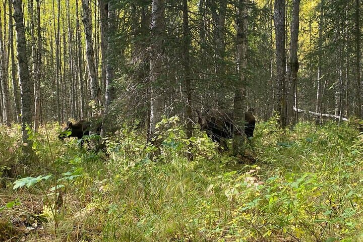 Summer Valley & Barbara Falls Hike — Eagle River Trails in Chugach State Park photo 5