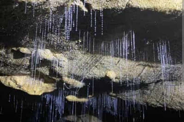 Waitomo Glowworm Caves & Ruakuri Cave: Day Trip from Auckland to See Glowworms