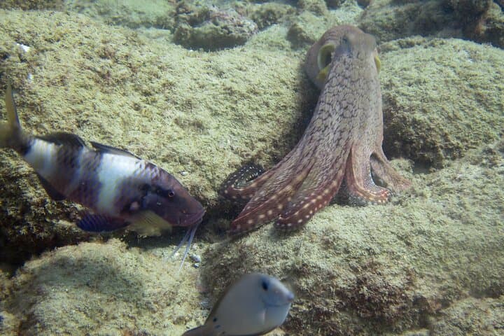 Two-Tank Scuba Dive Kauai from Kikiaola Harbor photo 2