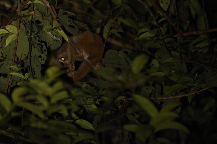 Kubah Nighttime Frog Safari: Guided Nocturnal Walk in Kubah National Park photo 5