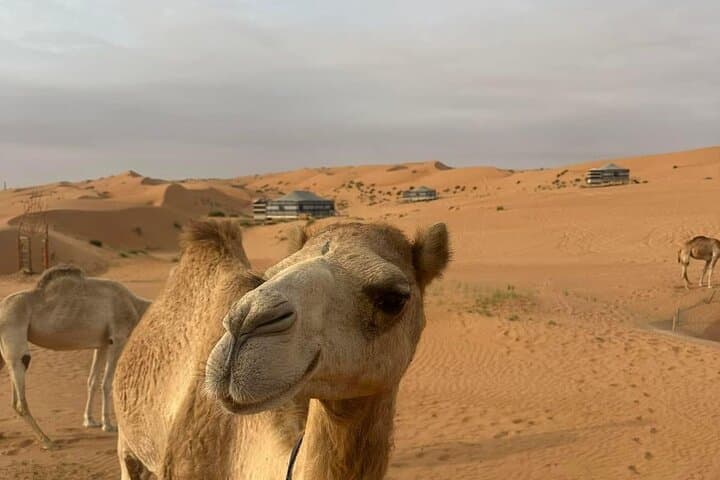 Wahiba Sands Sunset 4x4 Safari with Desert Dinner — Private Tour from Muscat photo 4