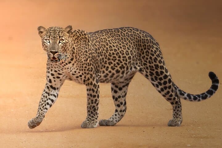 Yala National Park Full-Day Safari — Leopard Sightings & Wildlife Drive photo 2