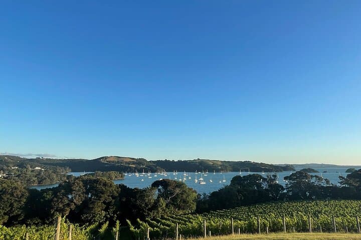 Waiheke Island Half-Day Scenic Wine Tour and Lunch — Mudbrick, Stonyridge & Onetangi photo 6