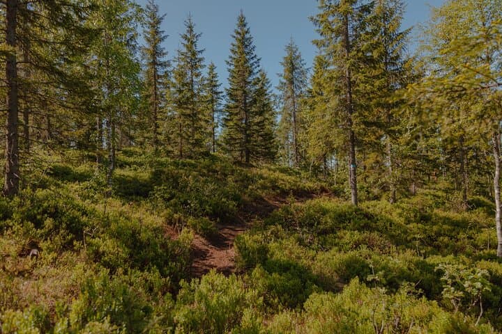 Vettakollen Summit Hike: Best Oslofjord View & Trail Guide photo 6