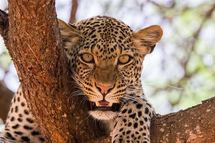 4-Day Amboseli & Tsavo Safari: Kilimanjaro Views, Mzima Springs and Classic East African Game photo 1