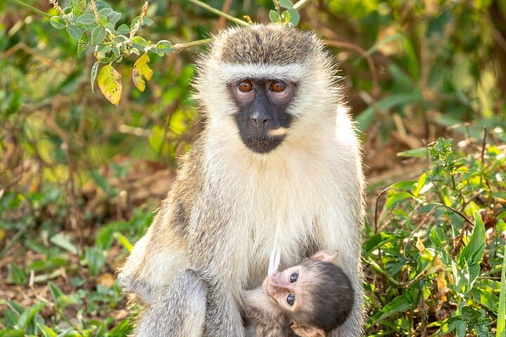 3-Day Queen Elizabeth National Park and Chimpanzee Tracking Tour photo 5