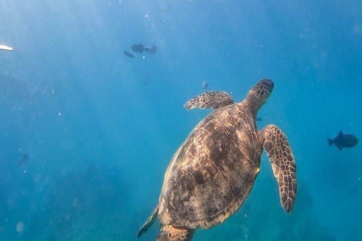 Paradise Honu Morning Snorkeling Tour — Waikiki Turtle Canyon Snorkel with Underwater Photos photo 2