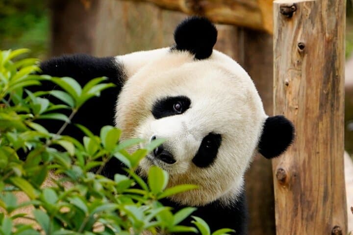 Chengdu in Five Days: Panda Encounters, Temples & Nightlife photo 2