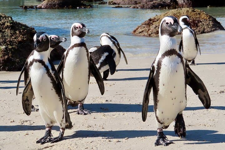 Private Custom Day Tour from Cape Town — Cape Peninsula, Penguins & Winelands photo 6
