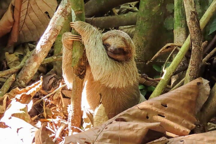 Sloths, Coffee & Chocolate: Rainforest Walk and Tasting near La Fortuna photo 4