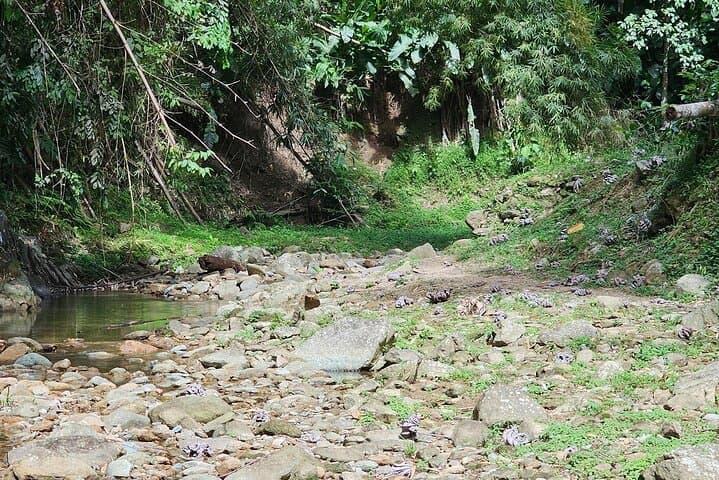 Chasing Waterfalls Experience in Tobago: Rainforest Hikes & Natural Pools photo 5