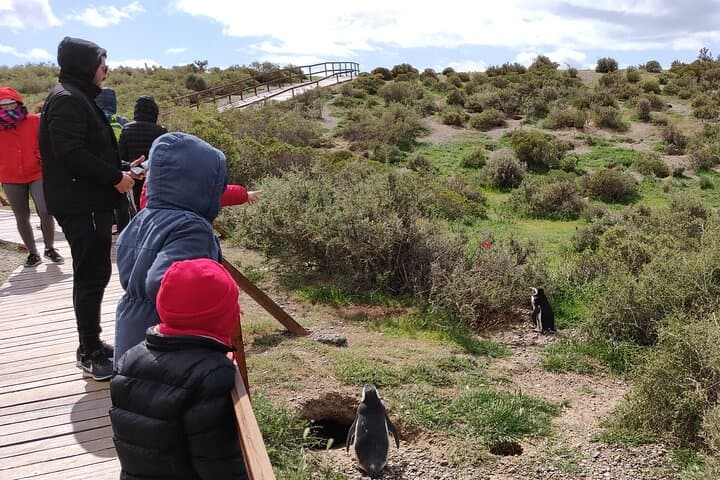Punta Tombo Penguin Walk: Full-Day Wildlife Tour from Puerto Madryn photo 5