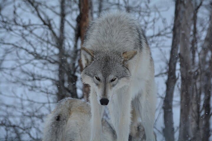 Turnagain Arm Winter Scenic Tour: Alyeska Tram, Beluga Point & Wildlife Viewing photo 3