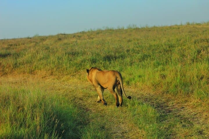 Nairobi Full Day Excursion: Wildlife, Culture, and Conservation in One Adventure