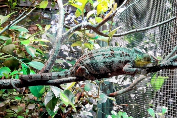 Private Bern Sightseeing: Bern Zoo & Old Town Half-Day Tour photo 2