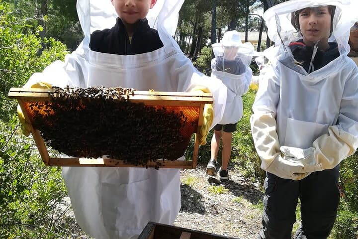 Immersion in a Beehive: Sacred Bees Experience in the Alpilles photo 3