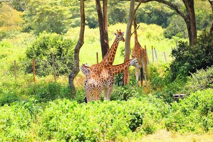 Nairobi Full Day Excursion: Wildlife, Culture, and Conservation in One Adventure photo 5